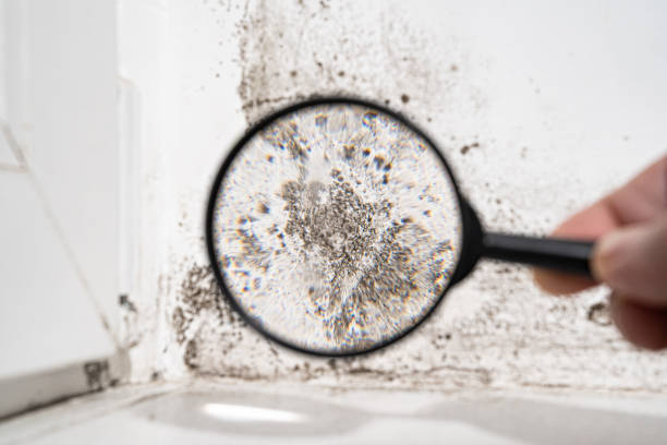 Why You Should Choose Our Mold Remediation Services in Mayfair, CA